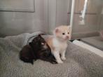 Maine Coon kittens poes/kater, Meerdere dieren, Gechipt, 0 tot 2 jaar