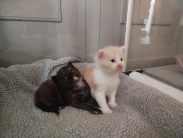 Maine Coon kittens poes/kater beschikbaar voor biedingen