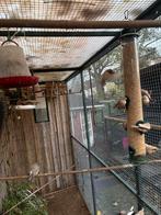 Zebravinken, Dieren en Toebehoren, Ophalen, Hout, Volière