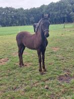 Fries hengstveulen met vol papier, Dieren en Toebehoren, Paarden, Minder dan 160 cm, Niet van toepassing, 0 tot 2 jaar, Hengst