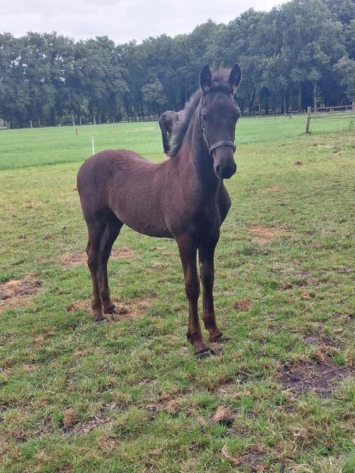 Fries hengstveulen met vol papier, Dieren en Toebehoren, Paarden, Hengst, Niet van toepassing, Minder dan 160 cm, 0 tot 2 jaar
