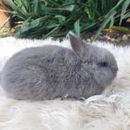 kleurdwerg, Dieren en Toebehoren, Konijnen, Mannelijk, Dwerg, 0 tot 2 jaar