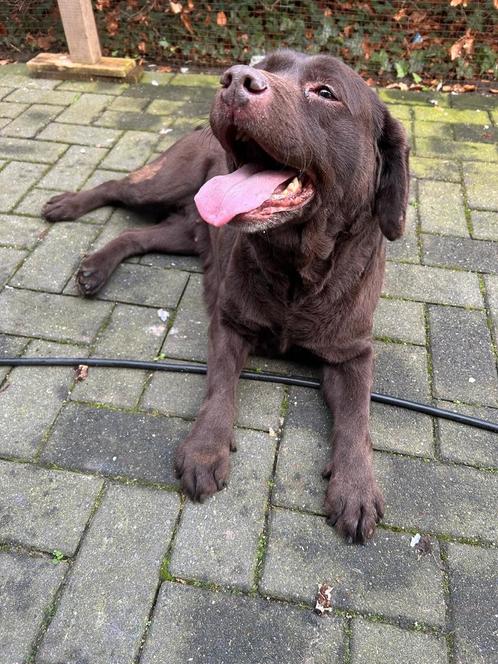 Lieve labrador, Dieren en Toebehoren, Honden | Retrievers, Spaniëls en Waterhonden, Teef, Labrador retriever, Particulier, Eén hond