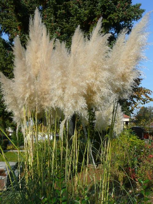 Pampasgras mix wit en roze (17 stuks), Tuin en Terras, Planten | Tuinplanten, Vaste plant, Siergrassen, Volle zon, Zomer, Ophalen