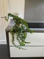 Hangplant, Huis en Inrichting, Kamerplanten, Ophalen, Overige soorten, Minder dan 100 cm