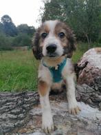 Help Pets Adoptie Puppy uit Bosnie, Dieren en Toebehoren, Particulier, Rabiës (hondsdolheid), 15 weken tot 1 jaar, Reu