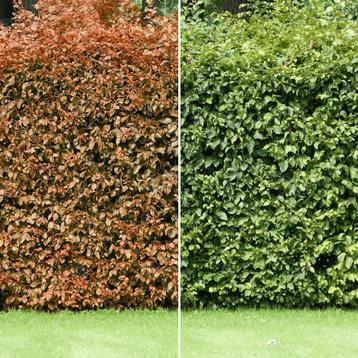 Beukenhaag “FAGUS” beschikbaar voor biedingen