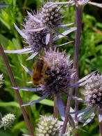 zaden Eryngium planum Blue Glitter, Verzenden, Voorjaar, Volle zon, Zaad