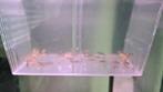 Melanochromis auratus Cichliden, Dieren en Toebehoren, Vissen | Aquariumvissen