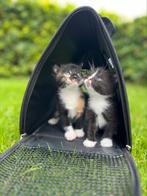 Lieve kittens, Meerdere dieren, Kortharig, 0 tot 2 jaar