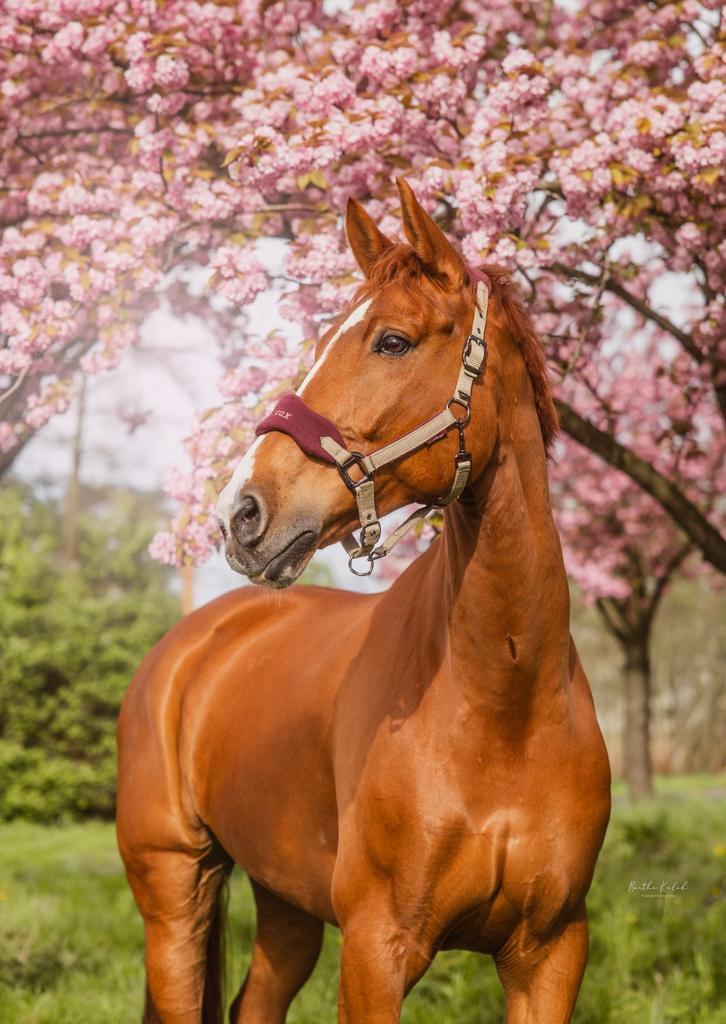 Prachtig dressuurpaard, Dieren en Toebehoren, Paarden, Ruin, Z, 175 cm of meer, 11 jaar of ouder, Dressuurpaard, Met stamboom