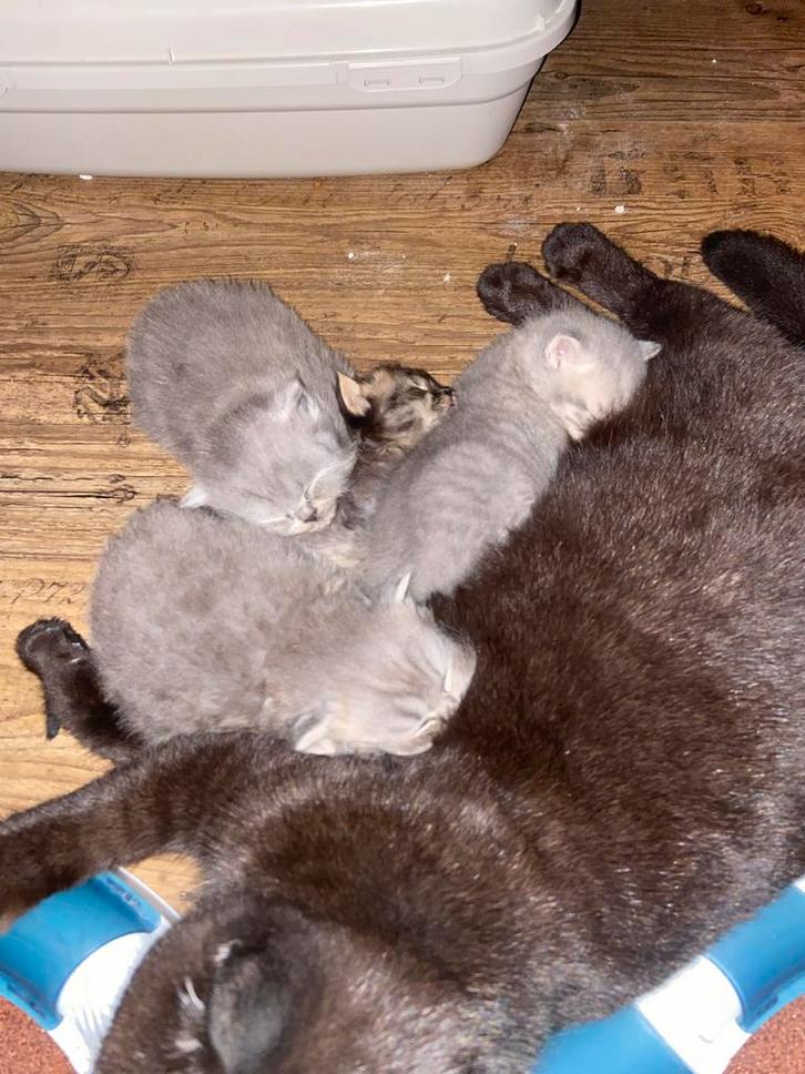 Britse korthaar kittens, Dieren en Toebehoren, Katten en Kittens | Raskatten | Korthaar, Meerdere dieren, Met stamboom
