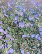 Geranium Rozanne, Tuin en Terras, Ophalen, Zomer, Vaste plant, Volle zon