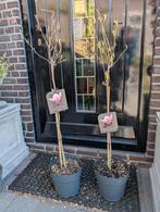 Magnolia Soulangeana op stam, Tuin en Terras, Planten | Bomen, Overige soorten, Minder dan 100 cm, Zomer, Ophalen