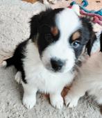 Nog 2 Australian shepherd pups met STAMBOOM ♡, Meerdere, Meerdere dieren, Herder, Nederland
