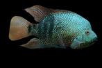 Midden Amerikaanse Cichliden: Herichthys carpintis, Dieren en Toebehoren, Vissen | Aquariumvissen, Vis, Zoetwatervis