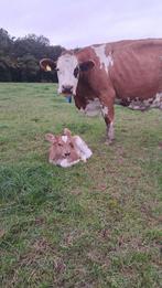 Boerderij te koop in de eifel DE, Huizen en Kamers, Buitenland, Woonhuis, Duitsland