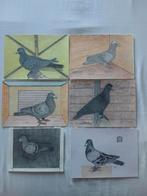 Voor een duiven liefhebber 14  originele duiven tekeningen.u, Dieren en Toebehoren, Vogels | Duiven, Meerdere dieren, Postduif