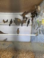 Mexicaanse roodmussen, Meerdere dieren