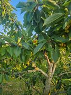 Kersenboom, Ophalen, Volle zon, Kersenboom, 250 tot 400 cm