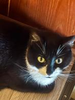 Cats for adaption, Meerdere dieren, Kortharig, 3 tot 5 jaar