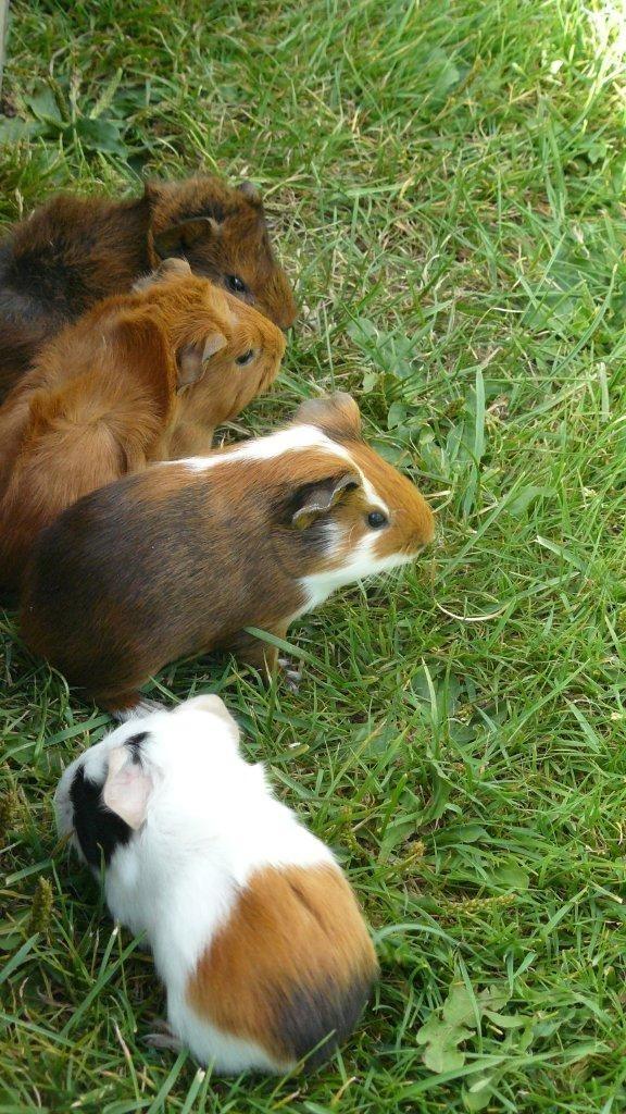 Jonge cavia's / caviaatjes te koop, Dieren en Toebehoren, Knaagdieren, Meerdere dieren, Cavia, September, Tam