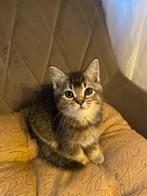 Britse korthaar kitten, Dieren en Toebehoren, Poes