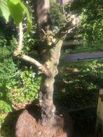 Olijfboom plm 40 jaar oud, Tuin en Terras, Planten | Bomen, Ophalen, Volle zon, Overige soorten, 100 tot 250 cm