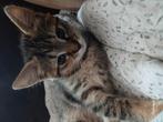 Kat en 3 kitten, Kater