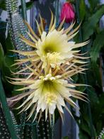 cactus - Selenicereus validus, Huis en Inrichting, Kamerplanten, Ophalen of Verzenden, Cactus, Volle zon, Minder dan 100 cm