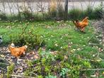 Zijdehoen kruising sabelpootkriel, Dieren en Toebehoren, Pluimvee, Meerdere dieren, Kip