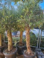 Deze 3 flinke olijfbomen (210cm hg 50cmdik)van 199 ->150 pst, Volle zon, Verzenden, 100 tot 250 cm, Olijfboom