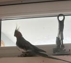 Correl papegaai, Mannelijk, Kropper