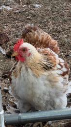 Cochin  kriel haantje, Dieren en Toebehoren, Pluimvee, Mannelijk, Kip