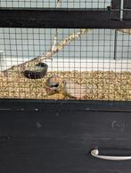 Zebravink man en pop, Dieren en Toebehoren, Meerdere dieren, Tropenvogel, Geringd