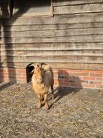 dwerggeit bok, Mannelijk, Geit, 0 tot 2 jaar