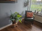 Stijlvolle Fauteuil, Ophalen, Overige soorten, Halfschaduw, In pot