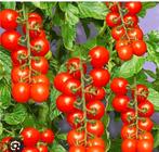 grote partij opgekweekt cherry tomaatjes, Tuin en Terras, Bloembollen en Zaden, Ophalen of Verzenden, Voorjaar, Volle zon