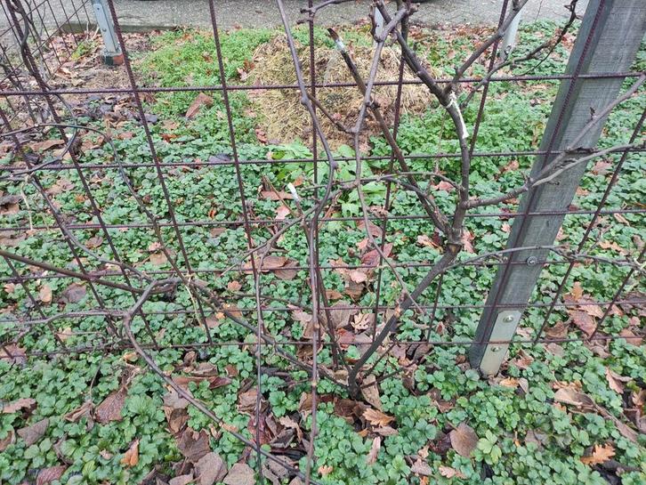 Vrouwelijke kiwi Soreli, Tuin en Terras, Planten | Struiken en Hagen, Overige soorten, 100 tot 250 cm, Ophalen
