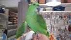 tamme geelnek amazone, Dieren en Toebehoren, Vogels | Parkieten en Papegaaien, Mannelijk, Papegaai, Pratend