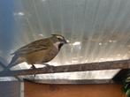 Groene kardinaal, Dieren en Toebehoren, Vogels | Overige Vogels, Meerdere dieren, Tropenvogel, Geringd