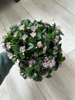 Kunstbloemen, Ophalen of Verzenden, Zo goed als nieuw