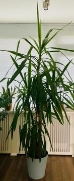 Yucca Elephantipes, goed verzorgd. Ongeveer 2,20 hoog., Ophalen, 200 cm of meer, Halfschaduw, In pot