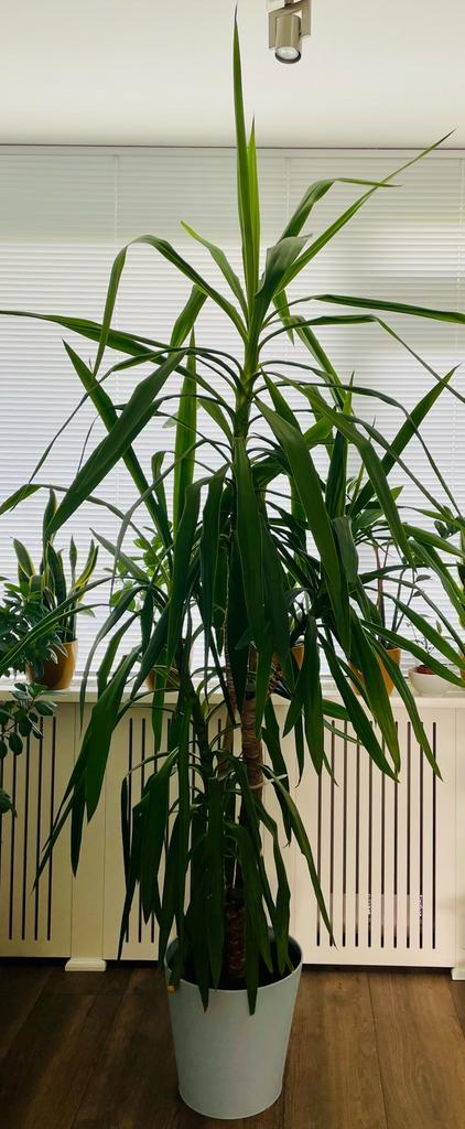 Yucca Elephantipes, goed verzorgd. Ongeveer 2,20 hoog., Huis en Inrichting, Kamerplanten, Yucca, 200 cm of meer, Groene kamerplant