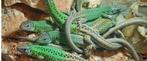 Spaanse smaragdhagedissen (Lacerta schreiberi), Dieren en Toebehoren, 0 tot 2 jaar
