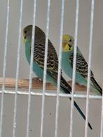 Jonge grasparkietjes, Dieren en Toebehoren, Vogels | Overige Vogels, Meerdere dieren