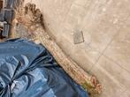 boomstam gratis, Minder dan 3 m³, Ophalen of Verzenden