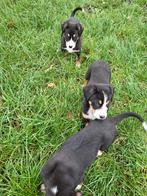 3 Grote Zwitserse sennen pups, 8 tot 15 weken, Teef, CDV (hondenziekte), Meerdere