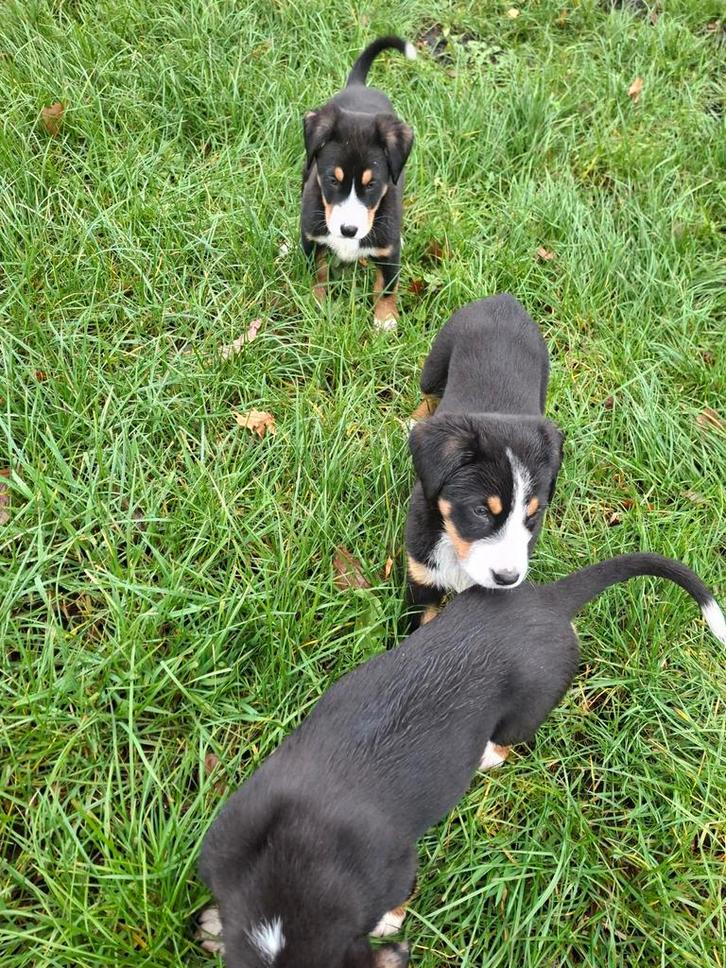 3 Grote Zwitserse sennen pups, Dieren en Toebehoren, Honden | Bulldogs, Pinschers en Molossers, Teef, Particulier, Meerdere, Nederland