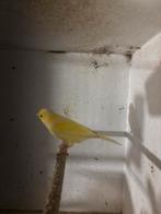 Mooie poppen, Dieren en Toebehoren, Vogels | Kanaries, Vrouwelijk, Kleurkanarie